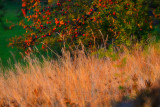 Red  apples   DSC_0508x1010218pb