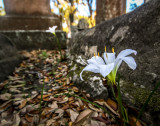 Lillies in a Quiet Place