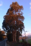 C482: Afternoon sun on tree