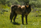 Beautiful wolf, Yellowstone