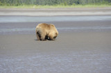 Brown Bear Clamming, Low Tide-063018-Lake Clark National Park, AK-#0340.JPG