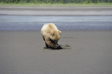 Brown Bear Clamming, Low Tide-063018-Lake Clark National Park, AK-#1835.JPG