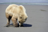 Brown Bear Clamming, Low Tide-063018-Lake Clark National Park, AK-#2014.JPG