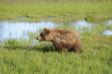 Brown Bear, Cub-063018-Lake Clark National Park, AK-#0589.JPG