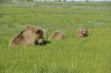 Brown Bear, Sow & 2 Cubs-070118-Lake Clark National Park, AK-#1619.JPG