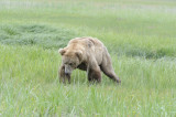 Brown Bear-062618-Lake Clark National Park, AK-#3877.JPG