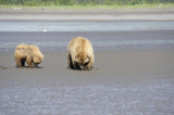 Brown Bears Clamming, Low Tide-063018-Lake Clark National Park, AK-#0315.JPG
