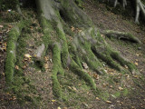 PA040541_Roots.jpg