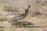 Houbara Bustard 