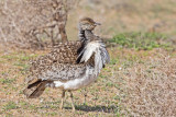 Houbara Bustard 