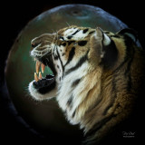 The Roar of the Tiger