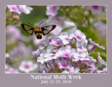 National Moth Week: July 21-29, 2018 