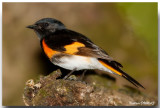 Parulines, Passerins et Viréos - Warblers, Buntings & Vireos