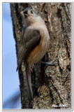 Mésange Bicolore - Tufted Titmouse