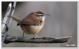 Troglodyte de Caroline - Carolina Wren