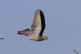 Oriental Turtle Dove (Streptopelia orientalis)