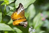 Cruiser (Vindula arsinoe) -- female