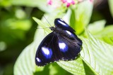 Common Eggfly (Hypolimnas bolina) - male