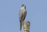 Dark Chanting Goshawk