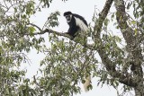 Abyssinian Black-and-white Colobus