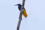 Twelve-wired Bird-of-paradise (Seleucidis melanoleucus) -- male