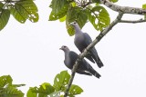 Pinon's Imperial Pigeon (Ducula pinon)