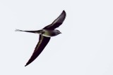 Moustached Treeswift (Hemiprocne mystacea)