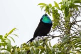 Princess Stephanie's Astrapia (Astrapia stephaniae) -- male