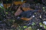 Bicolored Mouse-warbler (Crateroscelis nigrorufa)