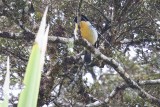 King of Saxony Bird-of-paradise (Pteridophora alberti) -- male