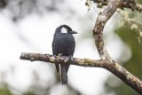 Mountain Peltops (Peltops montanus)