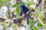 Ribbon-tailed Astrapia (Astrapia mayeri) -- male