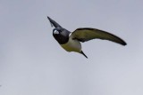Great Woodswallow (Artamus maximus)