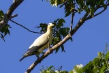Yellowish Imperial Pigeon (Ducula subflavescens)