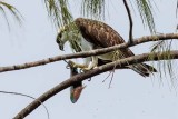 Eastern Osprey (Pandion cristatus)