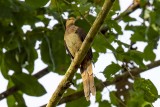 Amboyna Cuckoo-Dove (Macropygia amboinensis)