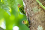 Buff-faced Pygmy Parrot (Micropsitta pusio)