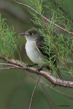 Acadian Flycatcher-ID only