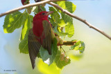 Summer Tanager on Mulberry Branch