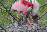 Roseate Spoonbill and Newborn Chicks