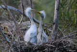 Great Egret Chicks