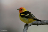 Western Tanager