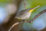 Virginias Warbler