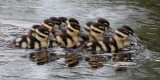 Black-bellied Whistling Ducklings