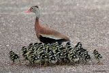 Black-bellied Whistling Duck and 26 Ducklings