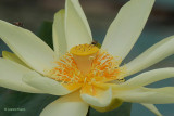 Lotus Bloom 