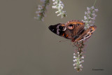 Buckeye Butterfly