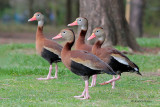 Black-bellied Whistling Ducks