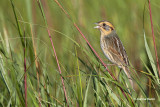 Nelson's Sharp-tailed Sparrow