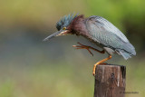 Green Heron